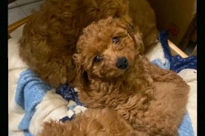 泰迪犬的孕育期（了解泰迪犬的繁殖过程和孕育期长度）