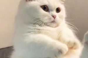 探秘可爱猫咪的多样品种（带你领略猫界的可爱大熊猫，）