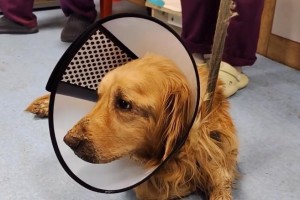 金毛犬拉血尿的原因及预防方法（探究金毛犬拉血尿的细菌感染与炎症问题）