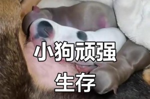 小狗多久后吃奶的变化及注意事项（小狗吃奶阶段、断奶时间、断奶后的饮食及常见问题解答）