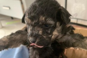 泰迪犬怀孕期的表现与护理（揭秘泰迪犬怀孕过程及关键注意事项）