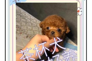 如何正确饲养茶杯犬（打造舒适的喂养环境，让你的茶杯犬健康快乐）