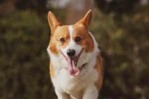 柯基犬——可爱的小短腿（了解柯基犬的品种特点及魅力）