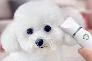 如何选择适合泰迪剃毛的优质品牌？（从独特需求出发，寻找泰迪剃毛的最佳品牌！）