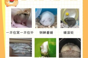 仓鼠是否会进入冬眠？（判断仓鼠是否进入伪冬眠的方法）