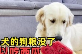 金毛犬的饮食禁忌（了解金毛犬不能吃的食物，守护爱宠健康）