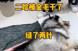 金毛犬3个月后应接种的针剂种类及时间表（了解金毛犬接种针剂的重要性，保护宠物健康和幸福）
