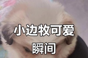 小边牧缺钙治疗周期及效果分析（小边牧缺钙治疗需要多久？如何提高治疗效果？）