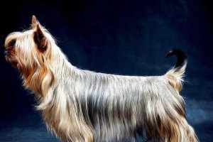 约克夏犬（探秘约克夏犬的独特品种特征与饲养之道）