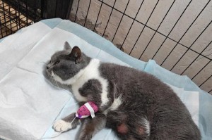 小猫拉屎的奇特表现（探索喝奶后小猫拉屎的神秘现象）