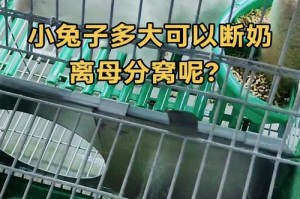 如何分辨兔子的性别？（断奶后更容易分清楚公兔和母兔的方法）