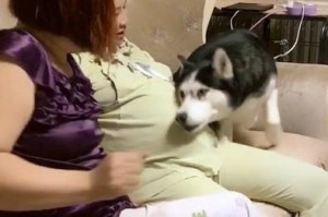 哈士奇怀孕多久？如何应对？（了解哈士奇怀孕周期，合理安排繁殖计划）
