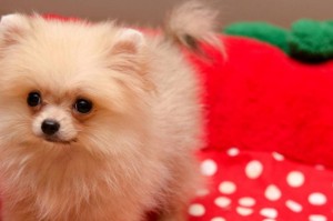 幼犬断奶时间的选择（科学确定断奶时间，健康幼犬成长）