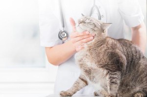 以犬用消炎药解析（了解犬类常用的消炎药，确保宠物健康）