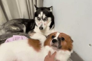以大狗拉血吃什么药？（大狗血便需要注意的药物治疗方法及注意事项）