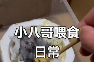 如何合理喂养小八哥鸟（小八哥鸟喂食频率及注意事项）