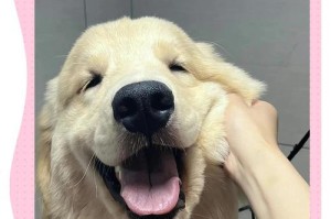 金毛犬的疫苗接种