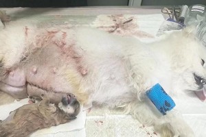 狗的妊娠期需要多久？（揭秘狗狗妊娠期的时间及注意事项）