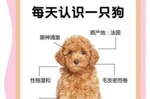毛发浓密的狗狗（了解厚毛狗狗的特殊需求和如何维护它们的外貌和健康）