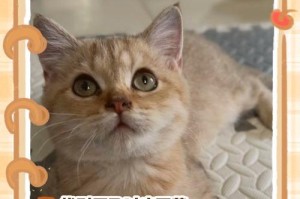 小猫排便频率的规律与调控（探究小猫排便频率的影响因素与健康管理）