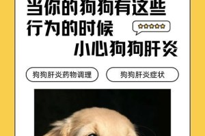 狗得肝炎能活多久的影响因素及预后展望