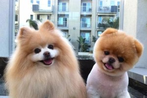 探秘迷人的BuddyBoo之旅（揭开BuddyBoo犬背后的神秘面纱）