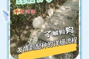 狗狗配种前的洗澡时间（狗狗洗澡对配种的影响及最佳洗澡时间）