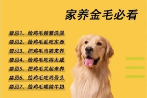 五个月金毛养护指南（关注成长需求，打造健康宠物生活）