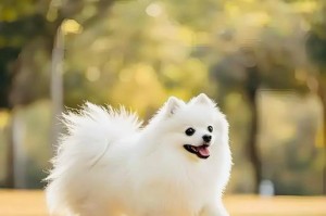 探究狗狗智商与训练难度（发现低智商狗狗的潜在训练能力，提高培养方法的有效性）