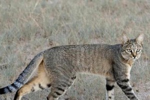 探索猫科动物的奇妙世界（揭示八大家族中40种野猫的神秘面纱）