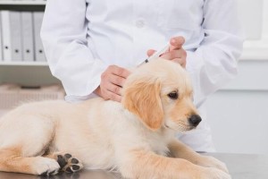 狗狗的痛觉发育时间（揭秘狗狗痛觉的发育过程，让你更懂它们的需求）