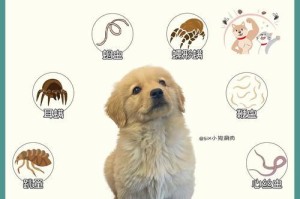狗狗排虫需要多长时间？（了解狗狗排虫的过程和时间，让你的宠物更健康）