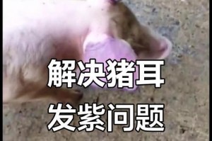 猪耳朵发红发紫的原因及注意事项（探究猪耳朵异常颜色的背后原因及预防措施）