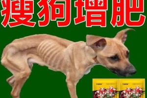 狗狗的营养需求（了解狗狗所需营养品的类型和作用，让你的宠物保持健康快乐。）