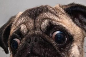 Top家的狗——顶级宠物的名字、品种和特点（揭秘世界顶尖品牌家的宠物狗的独特魅力）
