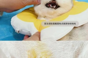 母猫生产前的准备——（了解母猫生产前的症状和准备事项，让它们迎接安全而顺利的分娩）