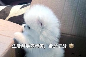 如何确保博美安全健康？（疫苗接种时间和注意事项详解）