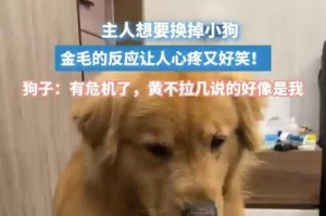 金毛犬的换毛周期与护理（了解金毛换毛周期，轻松应对毛发护理）