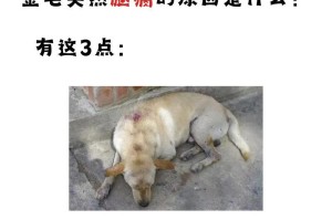 狗不吃东西怎么办？药物是解决办法吗？（了解狗不吃东西的原因以及药物治疗的注意事项）
