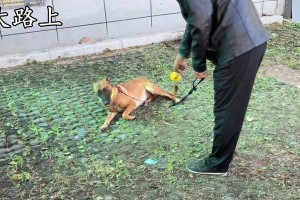 如何减少以马犬幼犬晚上的叫声（让你的以马犬宝宝安静入眠）