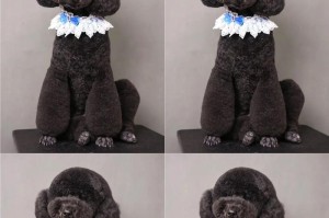 如何辨别巨型贵宾犬？——观察鼻子辨别巨贵是否纯种（通过鼻子特征判断巨型贵宾犬的纯种性）