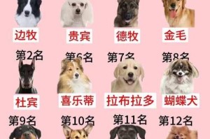 高智商宠物的魅力与挑战（探索智商超越常规的宠物世界）