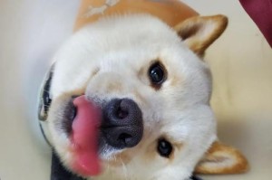 狗狗伤口渗出期的持续时间及处理方法（解析狗狗伤口渗出期多久，）