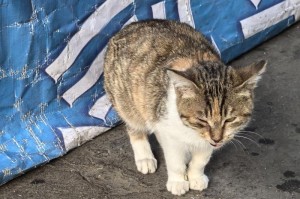 小猫的排便习惯及时序（从出生到定期排便，小猫生长中的关键里程碑）