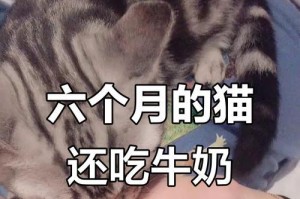 小猫多久不喝奶会死？（探索小猫断奶后的生存能力与饮食需求）