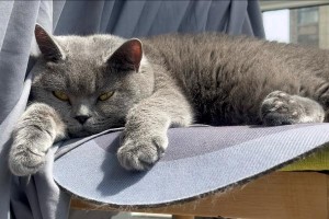 猫咪晒太阳的最佳时长（探索猫咪晒太阳的最佳时间和持续时间）