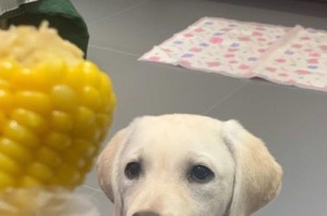两个月大的拉布拉多幼犬的饮食需求（探究幼犬饮食需求的关键因素）
