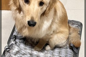 如何准备养柯基幼犬的必备物品？（饲养柯基幼犬所需物品清单及关键要点）