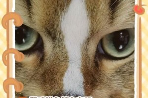 探秘猫眼睛的神奇颜色变化