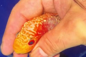 揭秘罗汉鱼的死因（了解罗汉鱼的死亡原因及预防措施，保护宠物的健康）